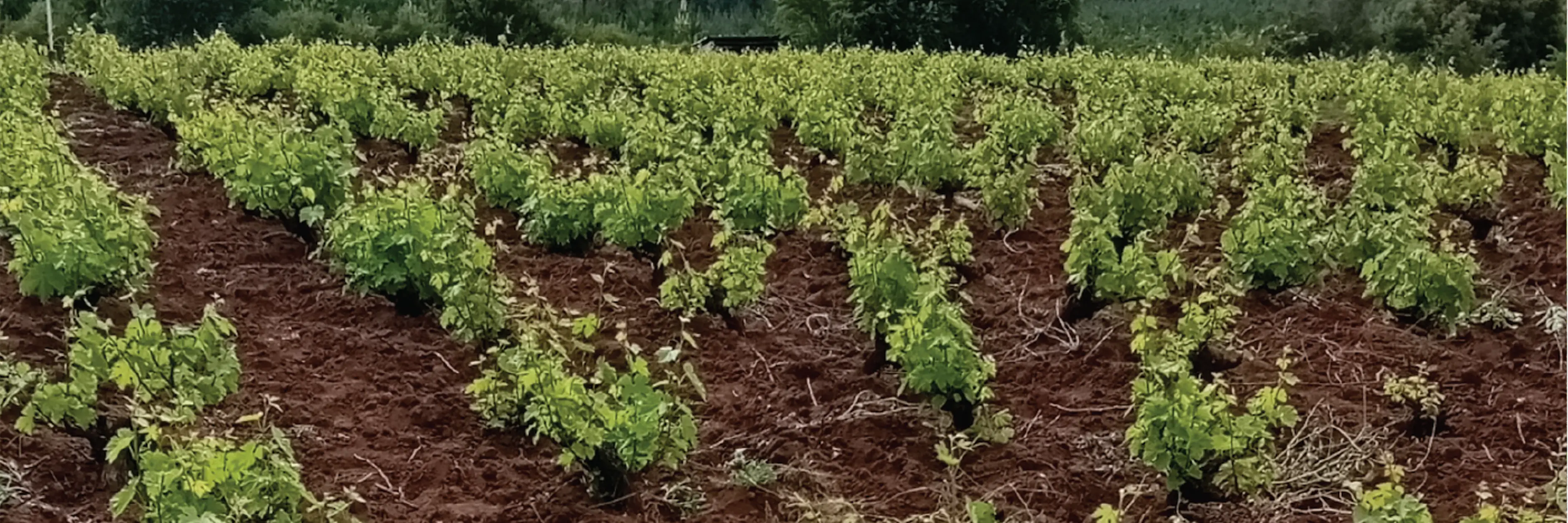 Viña La Misión de Francisco