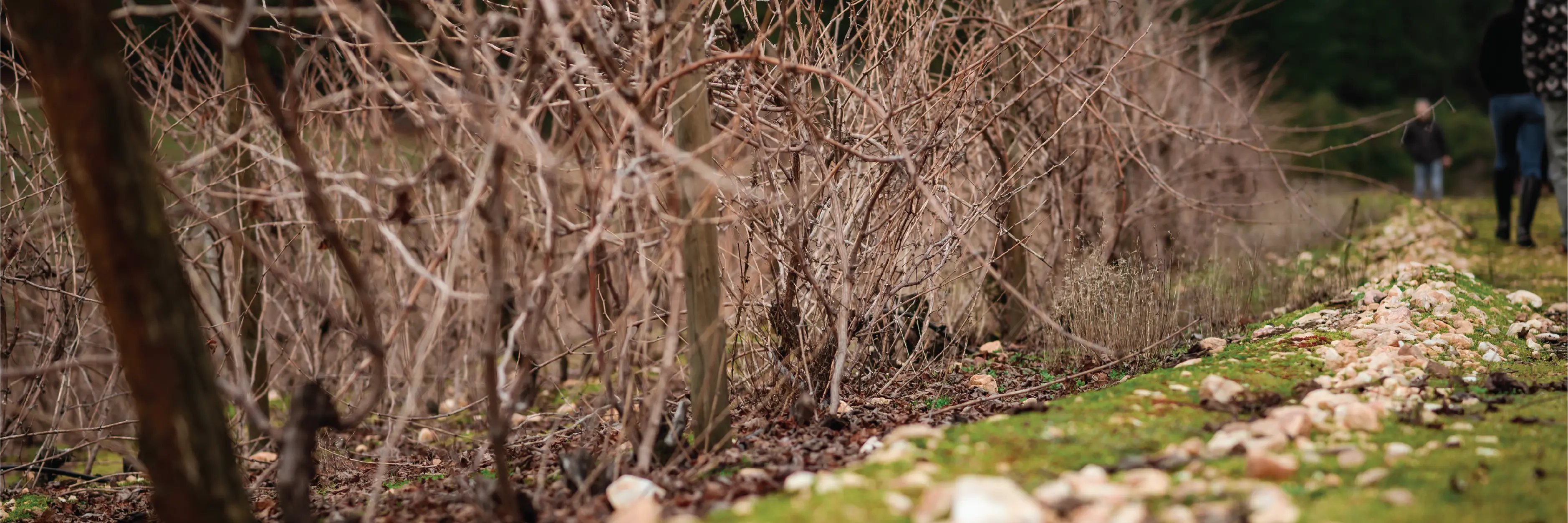 Viña Piedras del Encanto